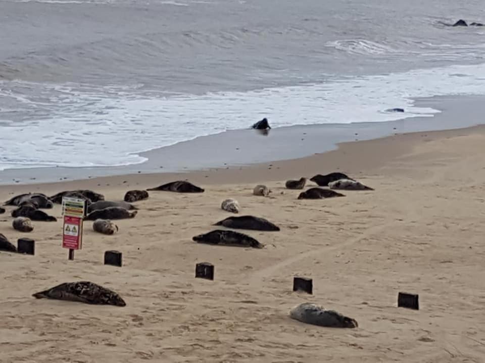 Sea PallingCoastal Terrace Dogs Welcome Optional Hot Tub别墅 外观 照片