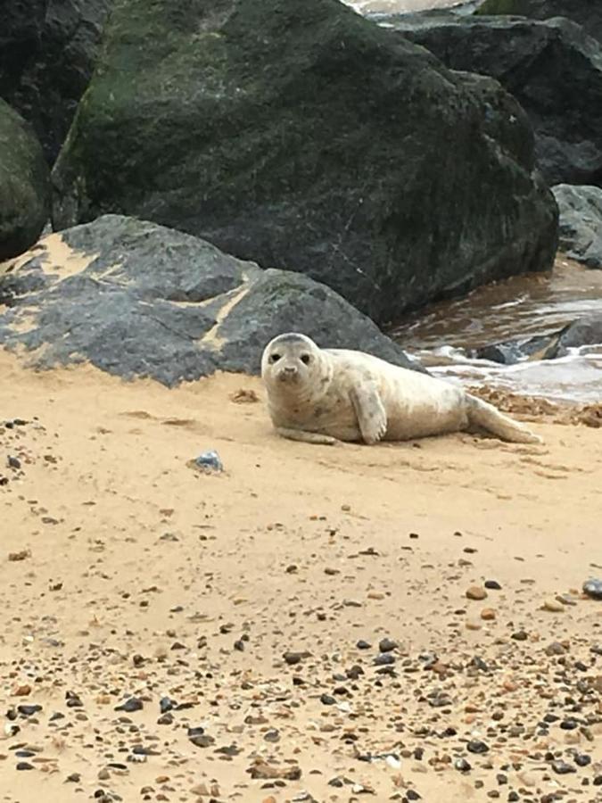 Sea PallingCoastal Terrace Dogs Welcome Optional Hot Tub别墅 外观 照片